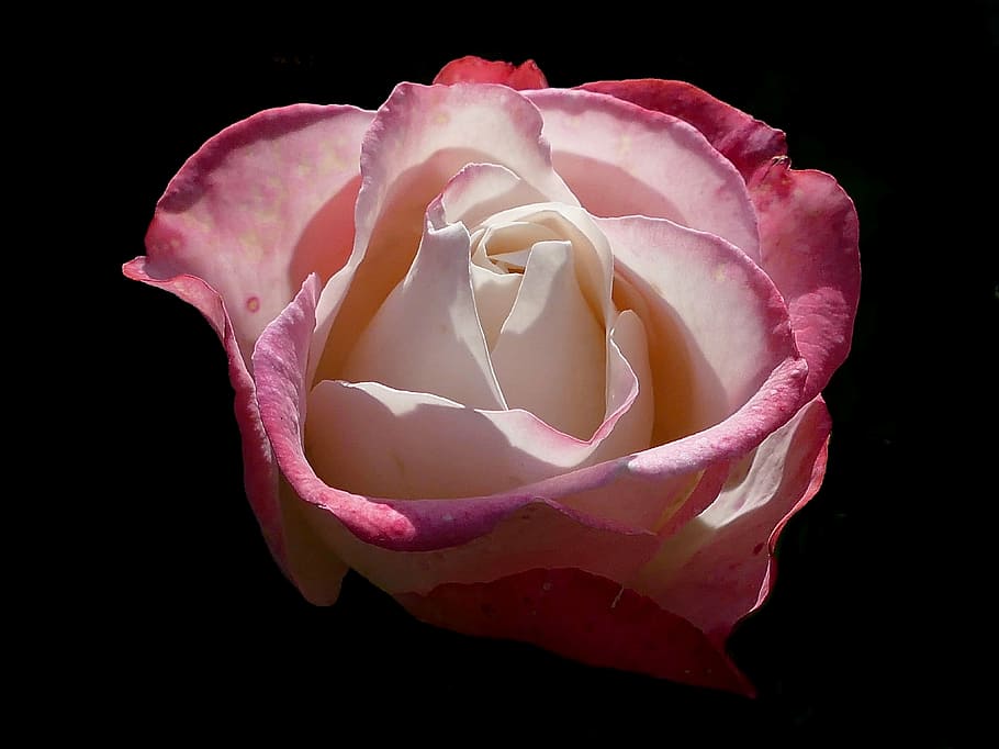 rose, cream, red, nostalgia, romantic, rose bloom, flower, garden HD wallpaper