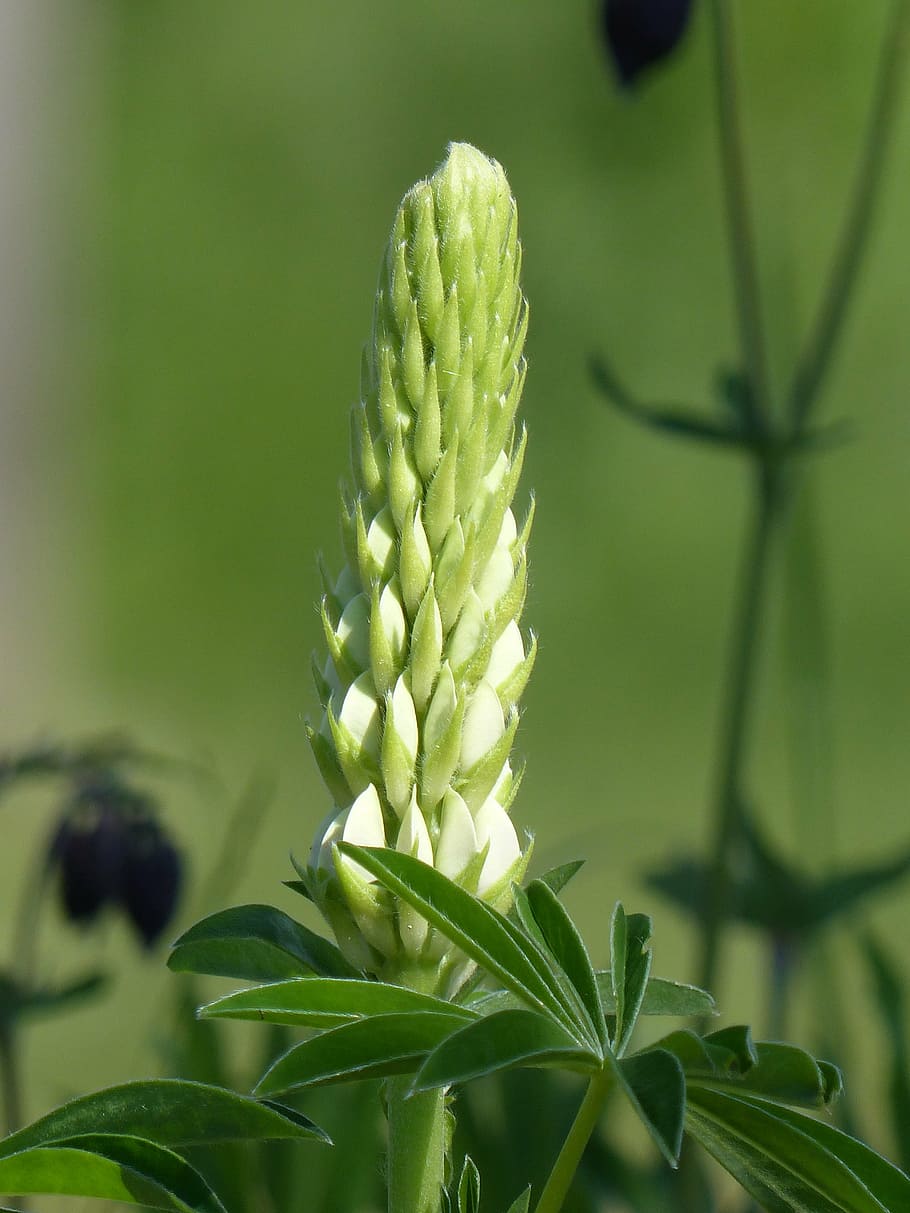 lupin, white, leaf, summer, green, nature, plant, green Color HD wallpaper