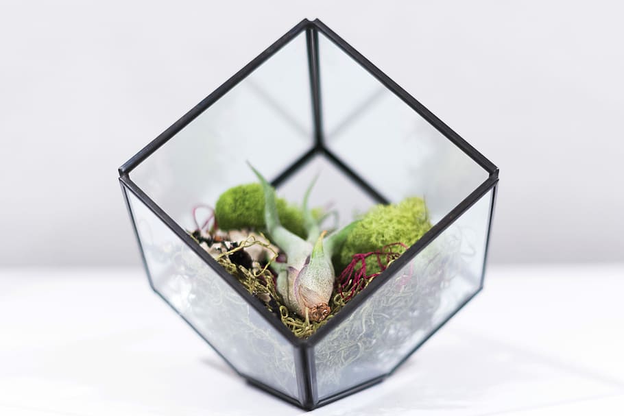 square clear glass terrarium on white surface, focus photo of green leaf plant in clear glass pot HD wallpaper