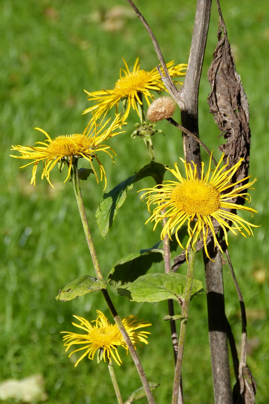 inula, blossom, bloom, composites, seeds was, flower, yellow HD wallpaper