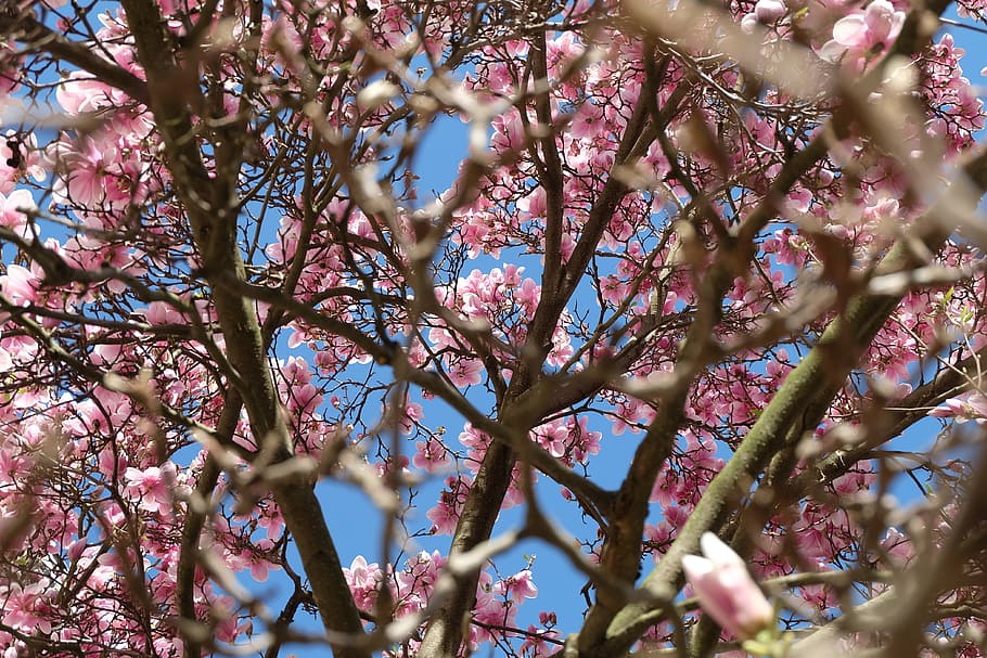 nature, tree, spring, cherryt ree, blossom, pink, bright, plant HD wallpaper