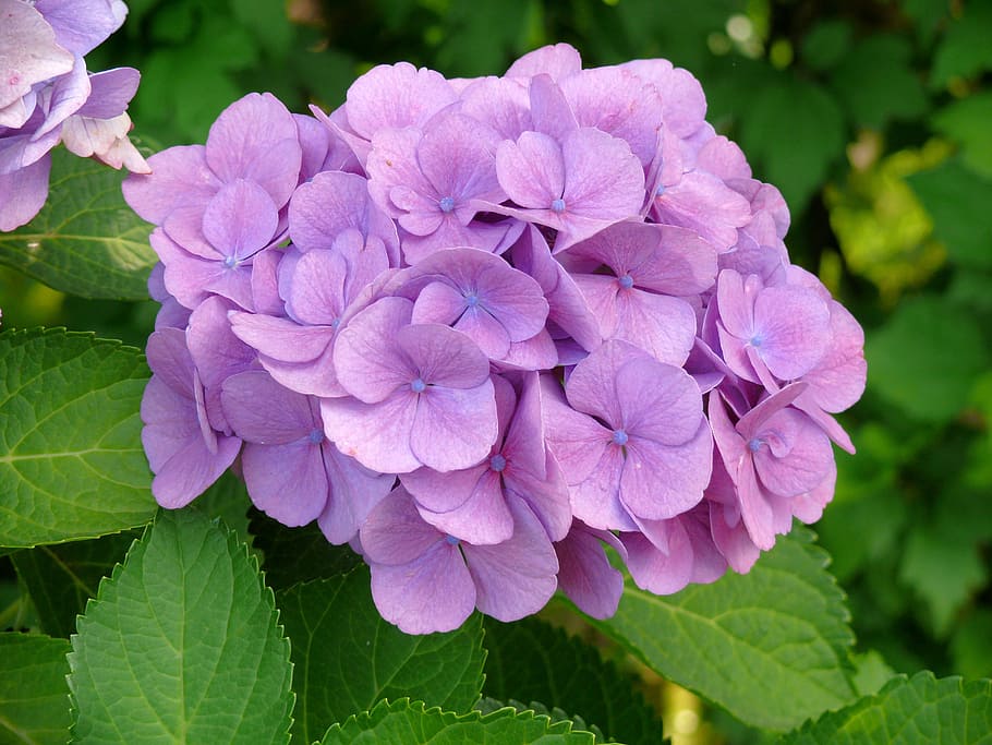 shallow focus photography of pink flowers, hydrangea, lilac HD wallpaper