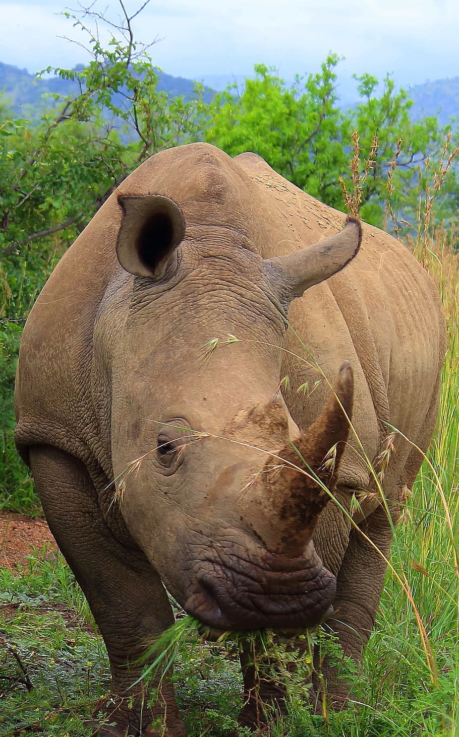 rhino, big 5, africa, animal themes, one animal, mammal, animal wildlife, HD wallpaper