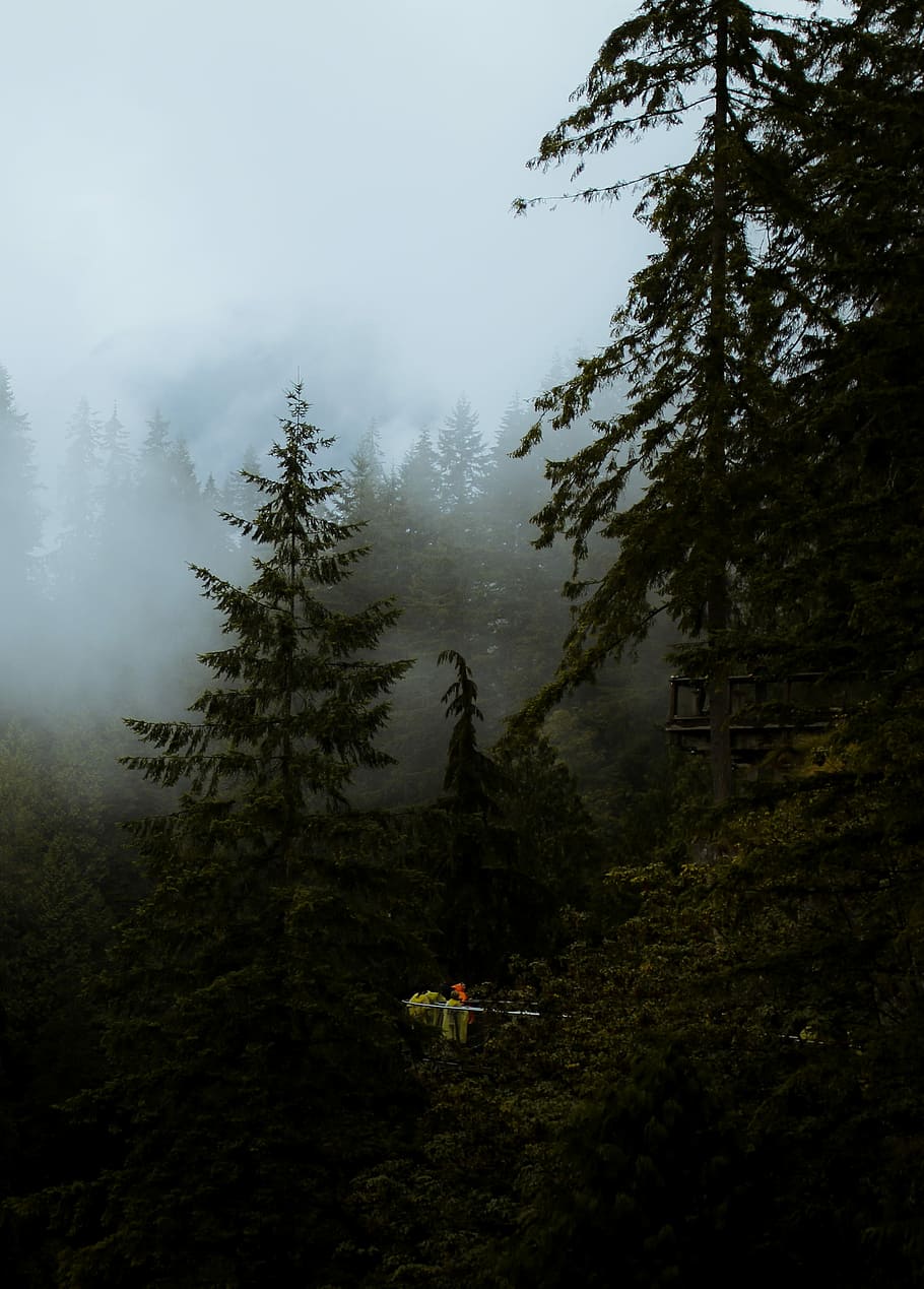 pine trees surrounded with fogs, green tree lot, forest, cloud HD wallpaper