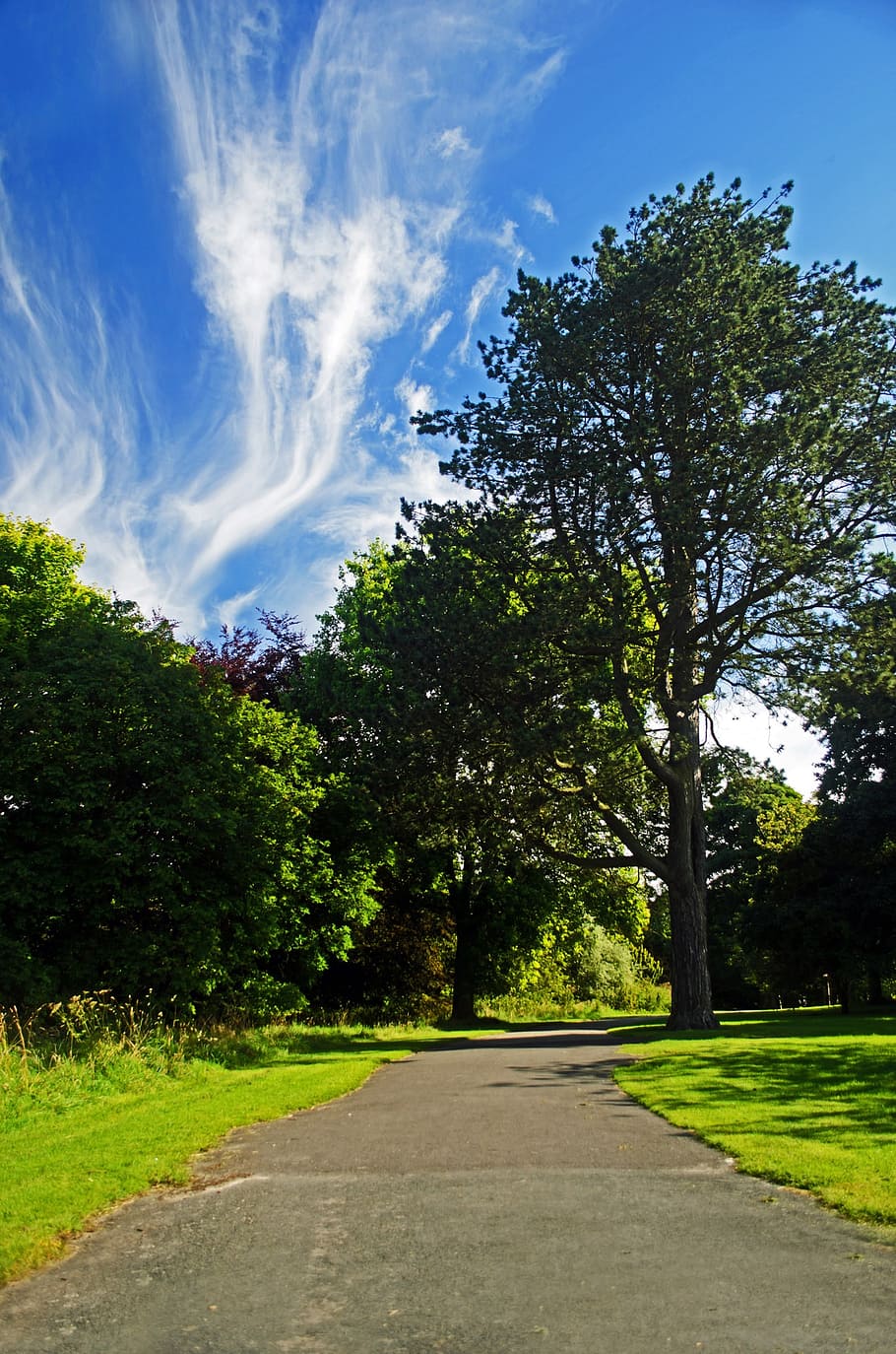 path, way, tree, trees, nature, green, grass, trip, destination HD wallpaper