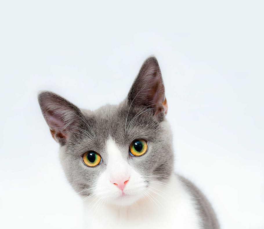 short-coated gray and white cat, feline, pet, animal, cute, domestic, HD wallpaper
