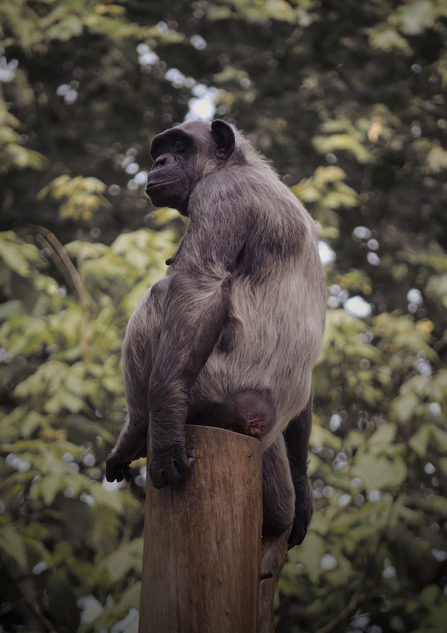 monkey, sit, break, tribe, animal wildlife, animal themes, animals in the wild HD wallpaper