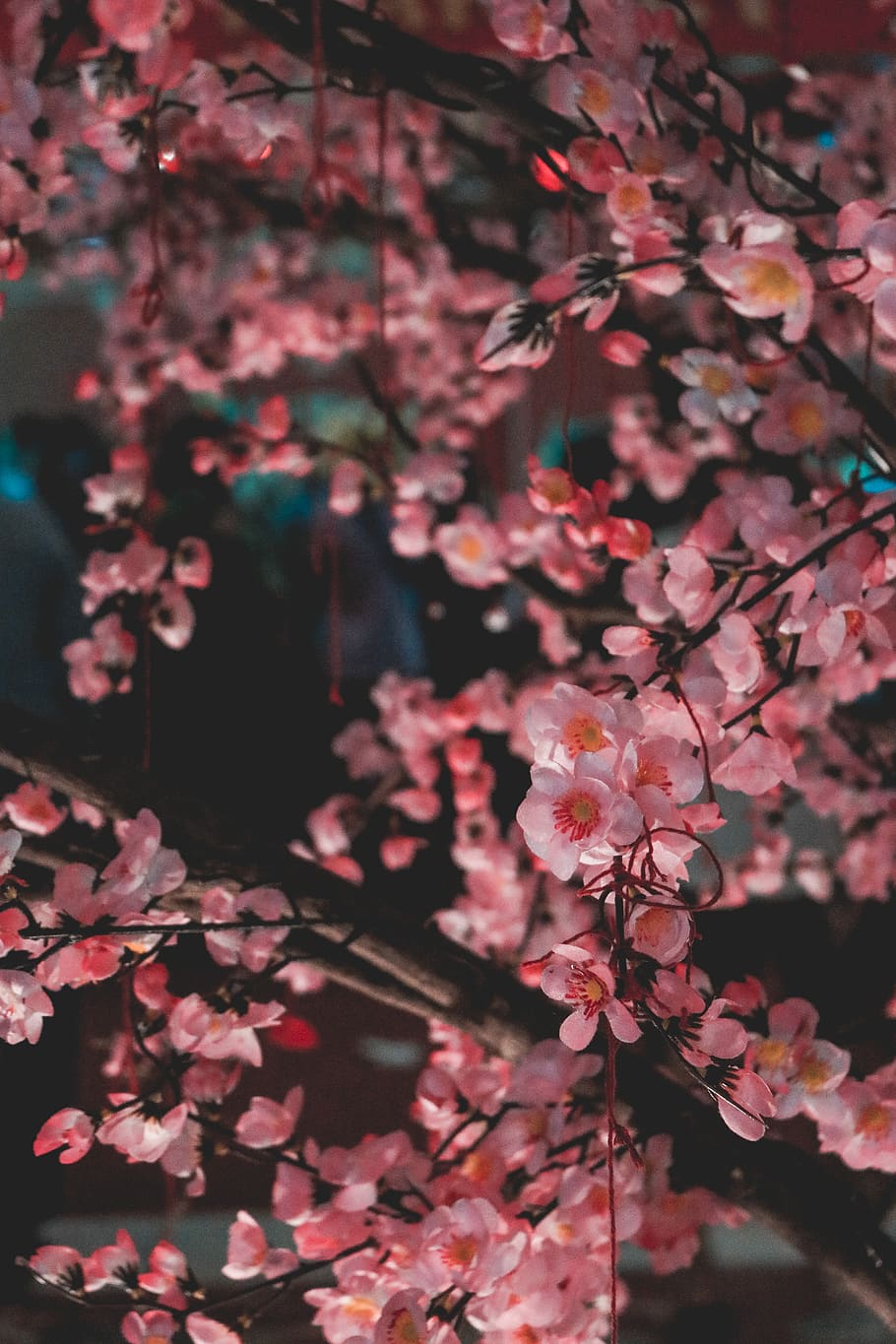 closeup photo of pink flowering tree, selective focus photo of pink petaled flowers HD wallpaper
