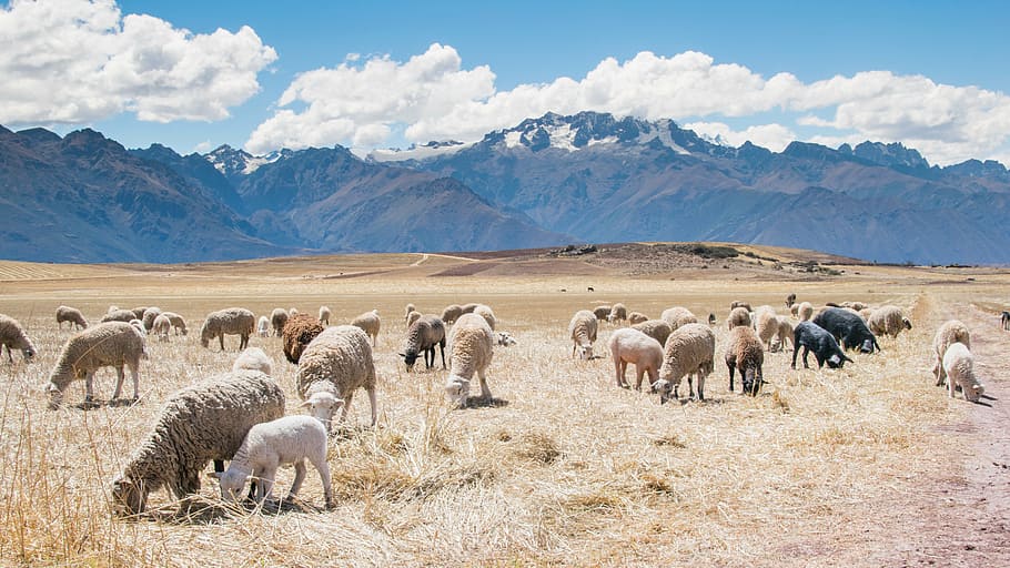 flock of sheep on grass field near mountains, white, sheeps HD wallpaper