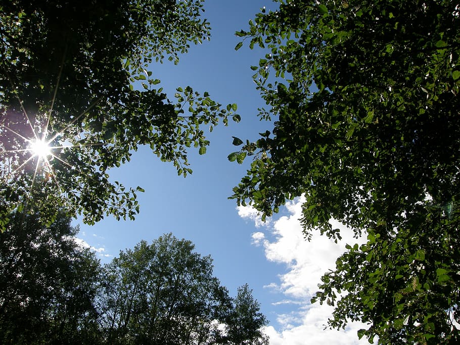 Sky, Clouds, Nature, summer, tree, no people, outdoors, low angle view HD wallpaper