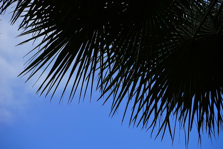 palm, date palm, tree, palm tree, phoenix, phoenix dactylifera HD wallpaper