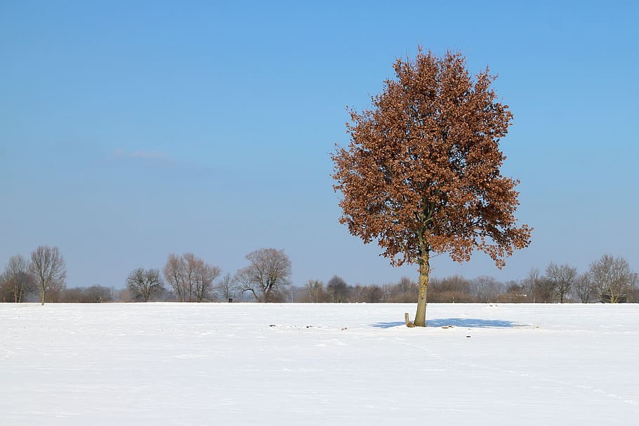 winter, snow, tree, individually, wintry, white, cold, landscape HD wallpaper