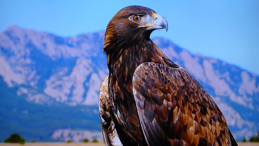 close-up photography of brown eagle, high, tatry, rocks, mountains HD wallpaper