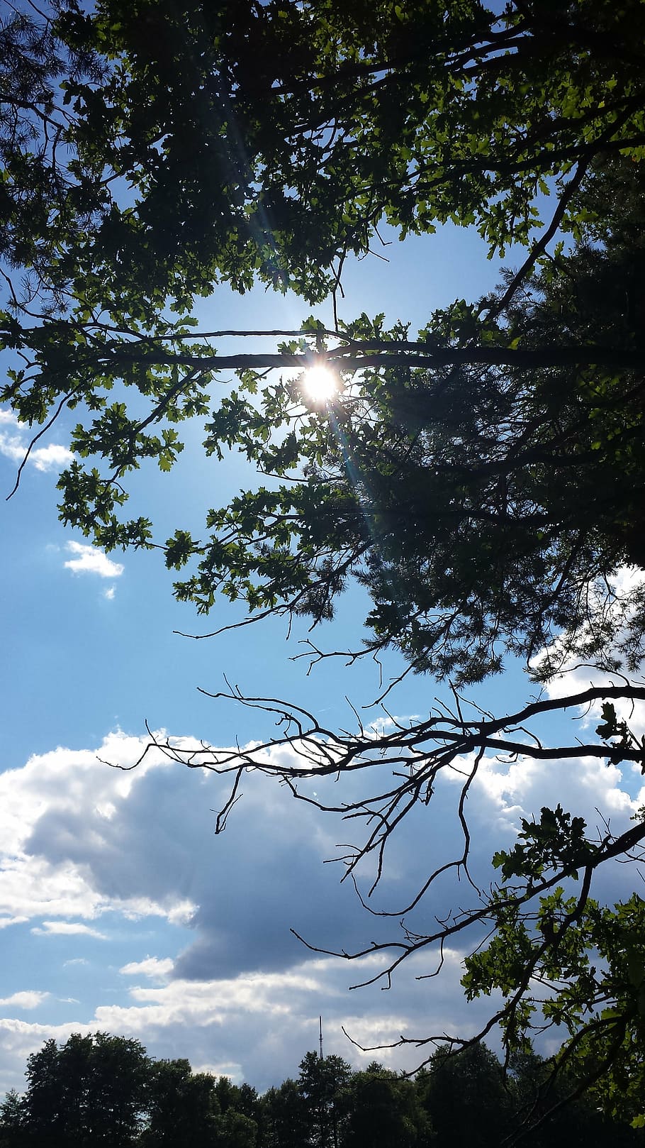landscape, clouds, tree, sun, mood, summer, plant, sky, low angle view HD wallpaper