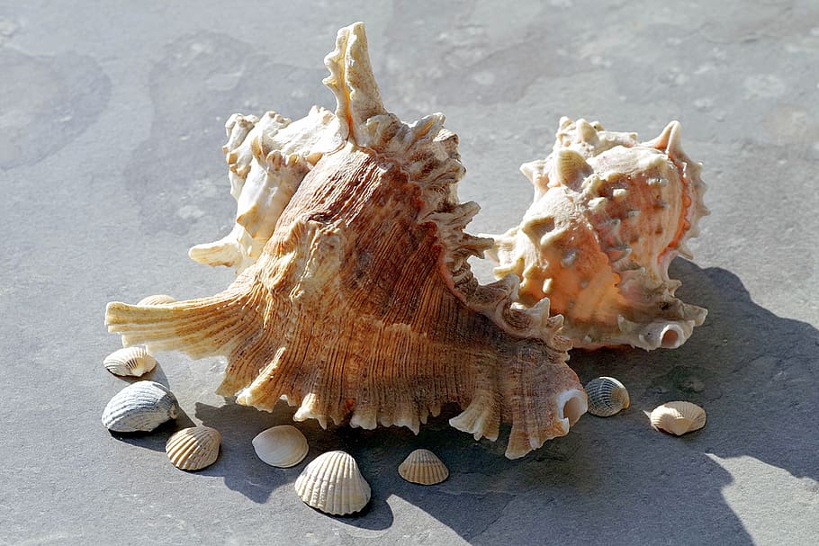 shells, holidays, sea, seashell, rock, ornament, year, exotic HD wallpaper