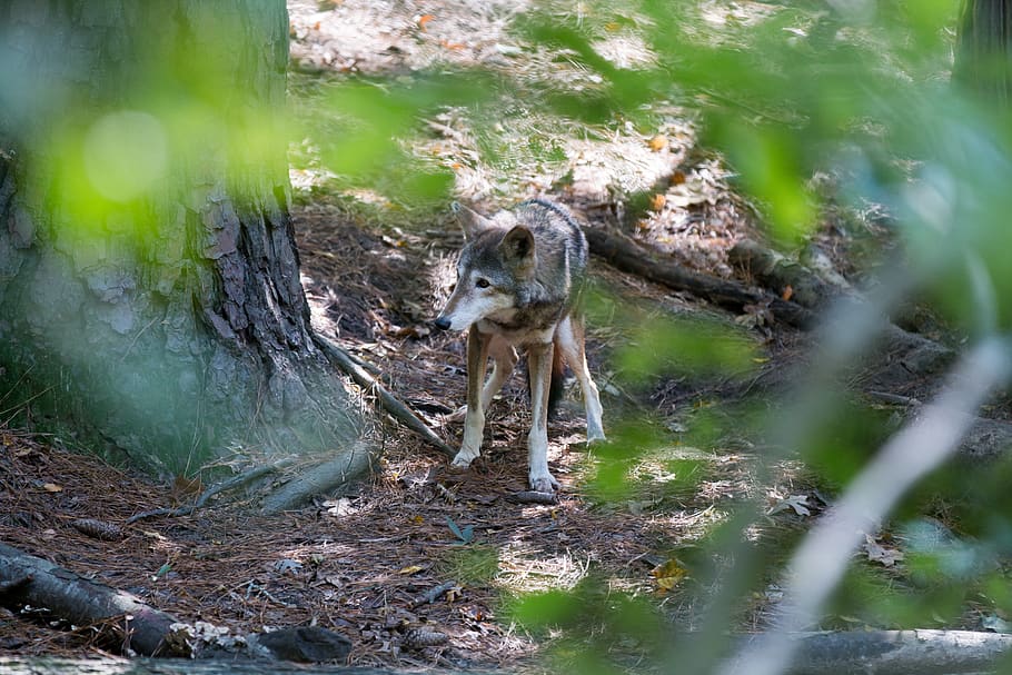 red wolf, endangered, animal, animal themes, mammal, animal wildlife HD wallpaper
