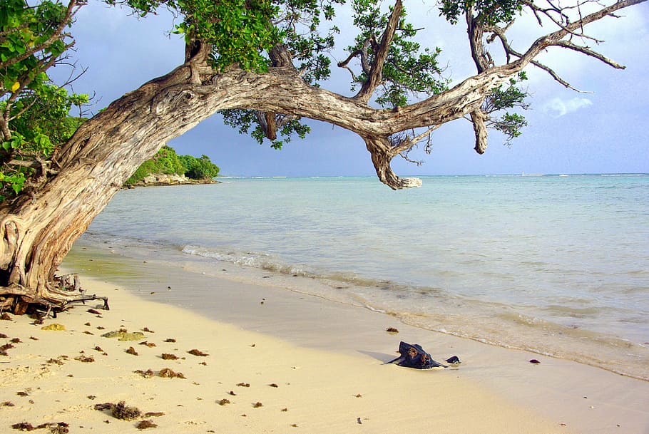 sand, beach, guadeloupe, tree, ocean, sea, water, land, plant