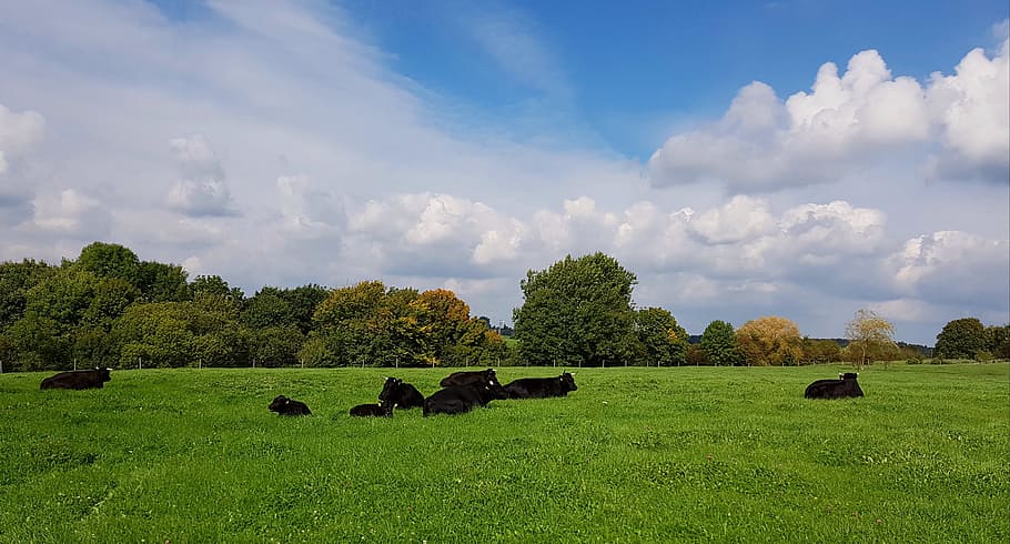 photo of animals on green grass field, cattle, cows, meadow HD wallpaper