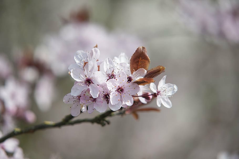 spring, blossom, pink, bloom, nature, tree, branch, springtime HD wallpaper