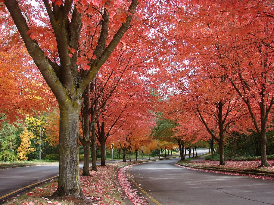 autumn, fall trees, scenic, october, vibrant, plant, change HD wallpaper