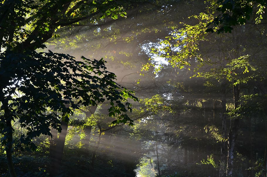 forest during daytime, sunbeam, trees, sunlight, morgenstimmung HD wallpaper