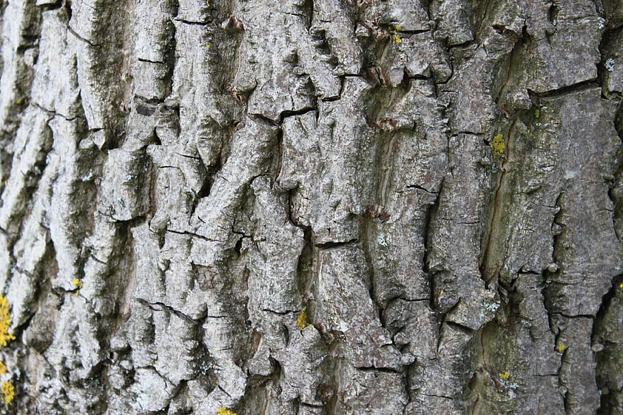 Tree Bark, Wood, Log, textured, tree trunk, rough, full frame HD wallpaper