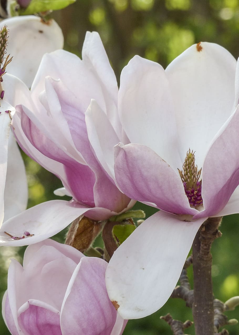 magnolia, pink, spring, blossom, nature, flower, magnolia tree HD wallpaper