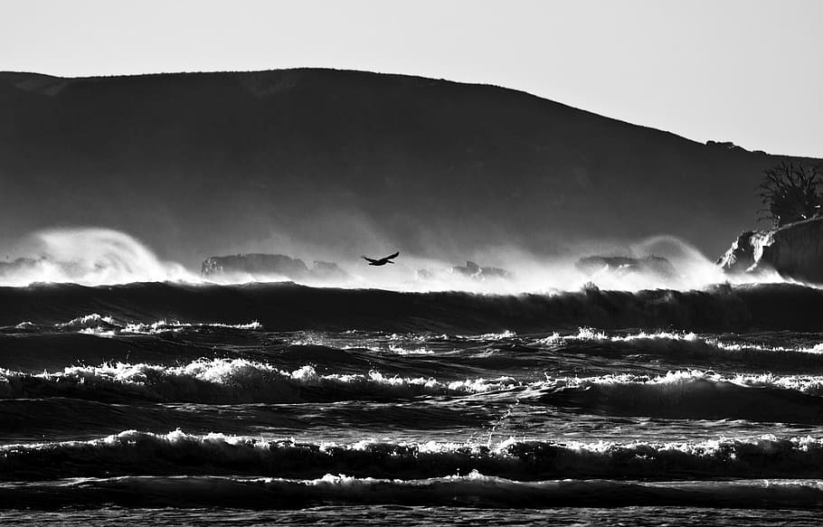 beach, bird, black and white, clouds, dawn, evening, landscape HD wallpaper