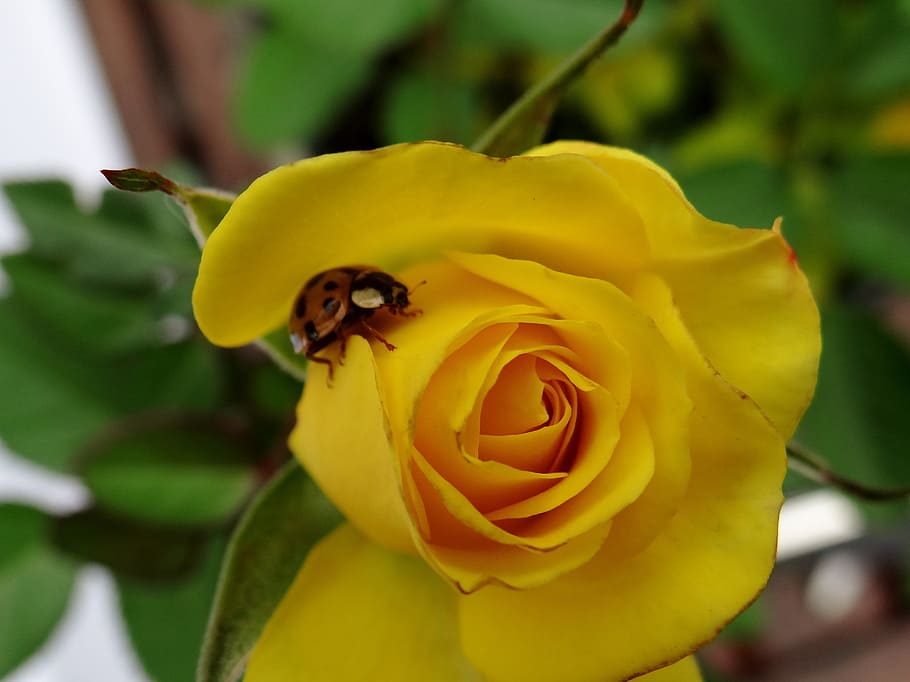 ladybug, lucky charm, rose, yellow, macro, flower, flowering plant, HD wallpaper