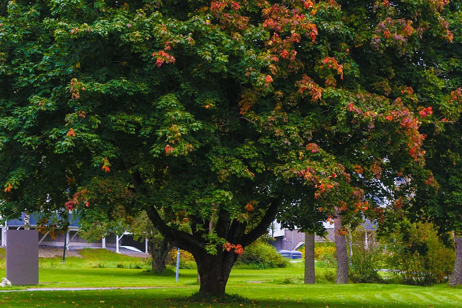 tree, fall, nature, autumn, plant, green color, growth, grass HD wallpaper