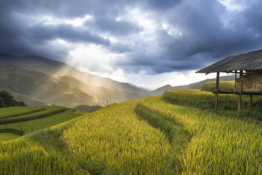 brown wooden hut and grass, vietnam, rice, rice field, ha giang, HD wallpaper
