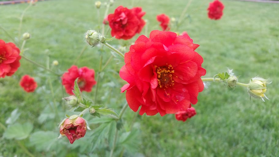 pretty, red, flower, grass, flowering plant, fragility, vulnerability HD wallpaper
