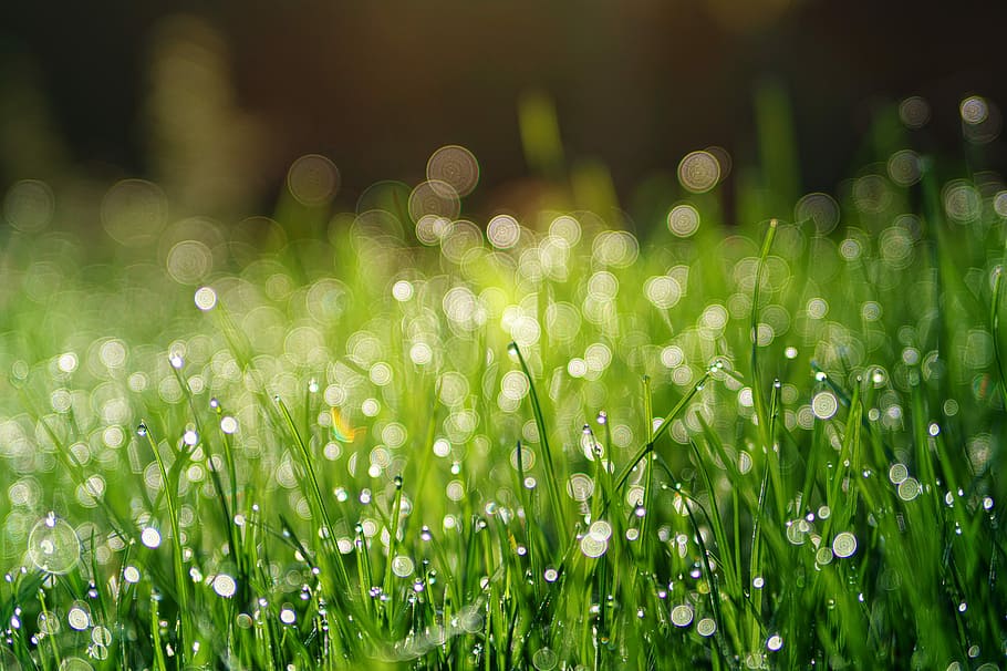 close-up photography of water drops on green grass, meadow HD wallpaper