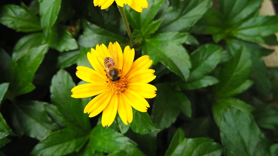 flower, bee, yellow, flowering plant, beauty in nature, growth HD wallpaper