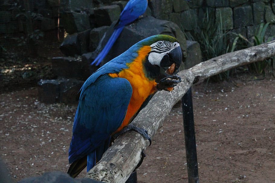 arara, blue, eating, animal themes, parrot, bird, vertebrate HD wallpaper
