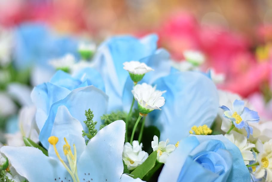 flower, daisy, blossom, spring, blooming, summe, flowering plant HD wallpaper