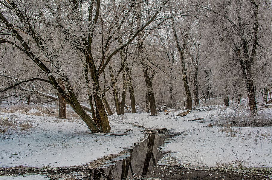 landscape, water, reflection, trees, snow, cold temperature HD wallpaper