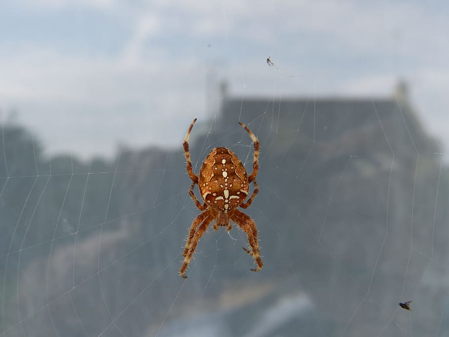 spider, canvas, garden, animal themes, spider web, animals in the wild HD wallpaper