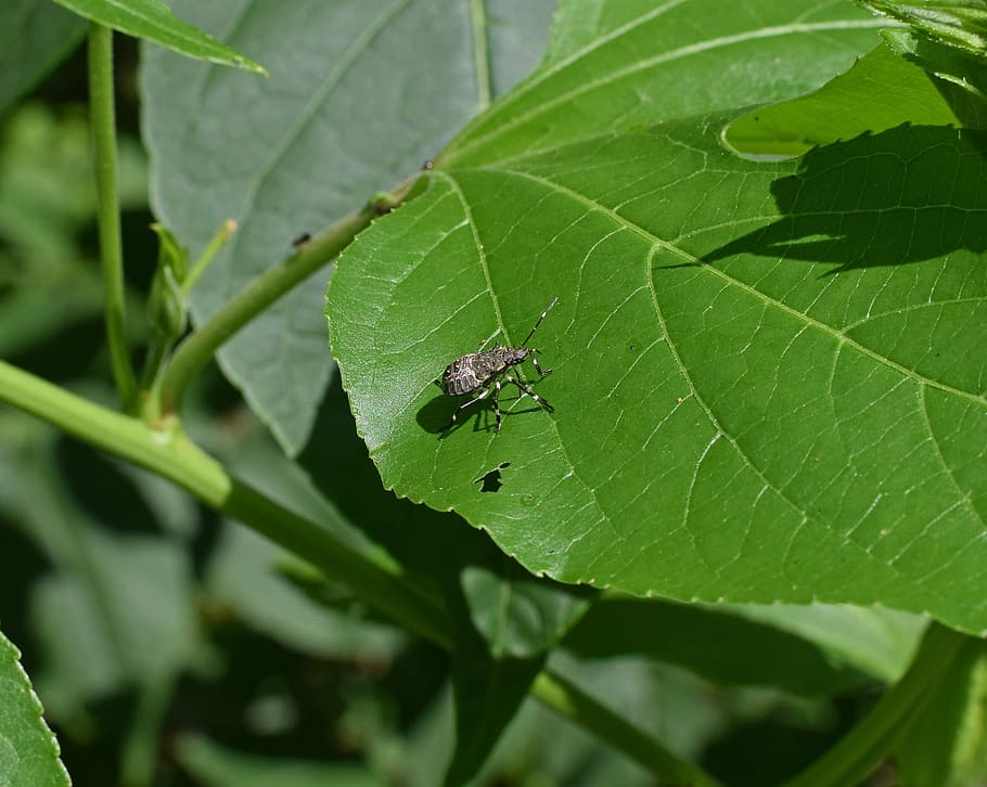 brown marmorated stink bug, insect, pest, animal, nature, leaf