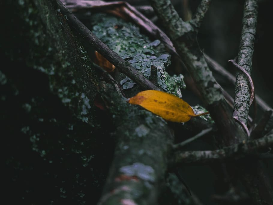 brown leaf on black tree, dried leaf on tree, branch, wet, rain HD wallpaper