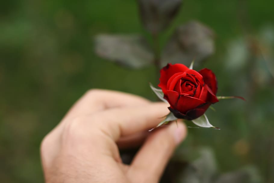 hand, flower, rose, red, garden, wild rose, plant, flowering plant HD wallpaper