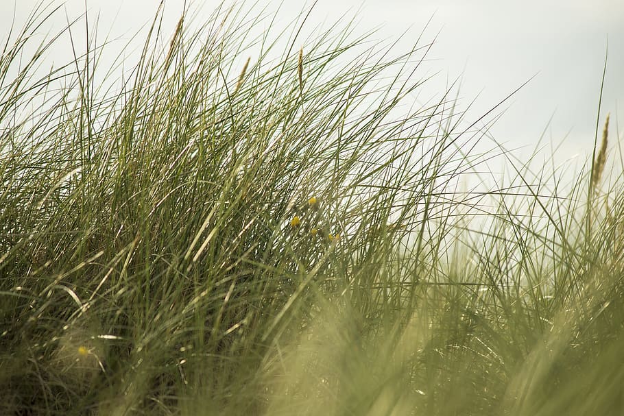 thin, grass, baltic sea, macro, summer, nature, photograph HD wallpaper