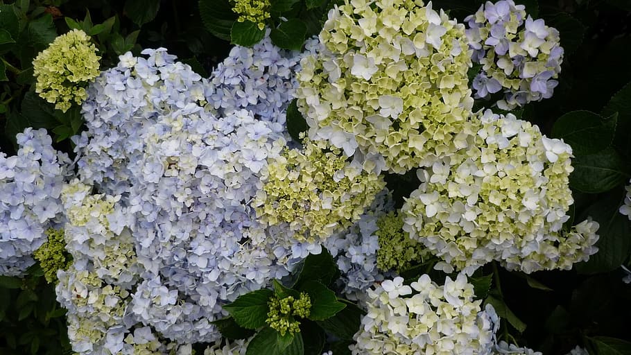 Flowers, Nature, Bloom, no people, outdoors, plant, day, close-up HD wallpaper