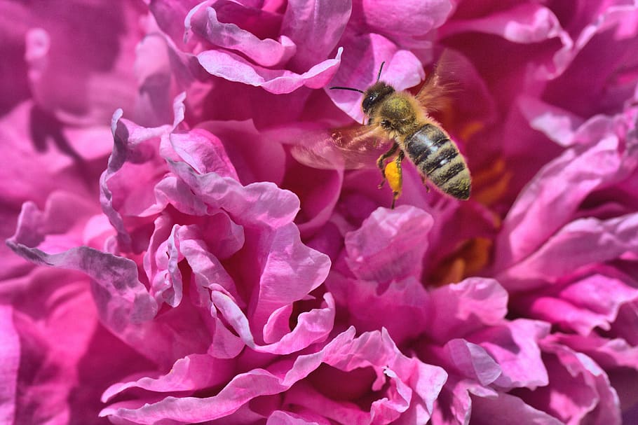 peony, bee, pink, paeonia, blossom, bloom, pollen, flower, flowering plant, HD wallpaper