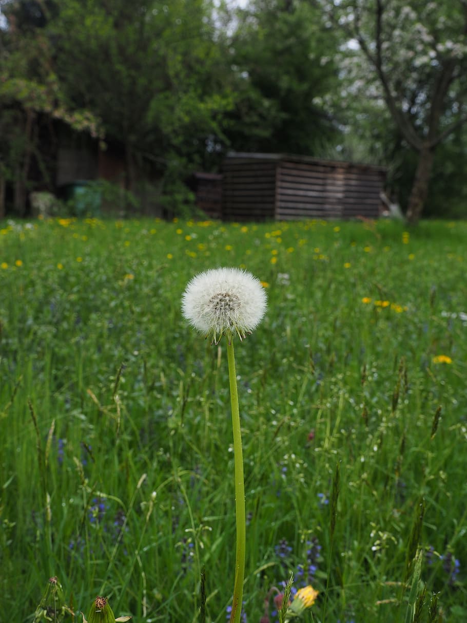 dandelion, spring, meadow, pointed flower, plant, growth, freshness HD wallpaper