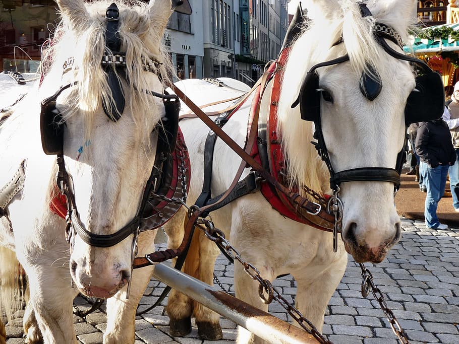 Horses, Team, White, animal themes, domestic animals, horsedrawn HD wallpaper