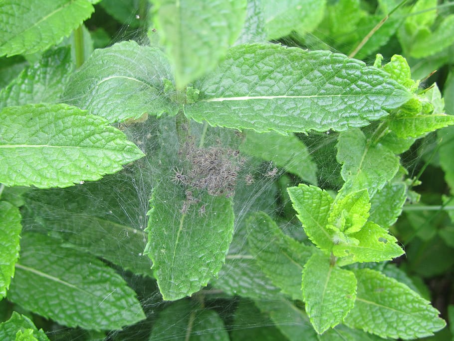 cocoon, spiders, epeira tiara, mint, leaf, plant part, green color HD wallpaper