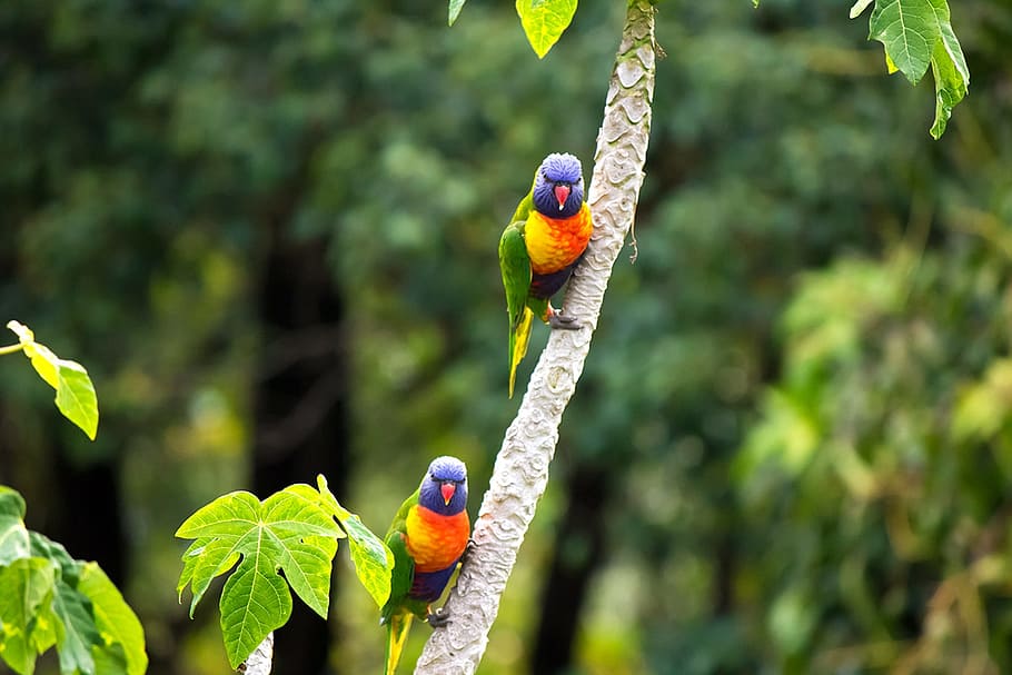 selective focus of two Rainbow Finch birds perched on tree HD wallpaper