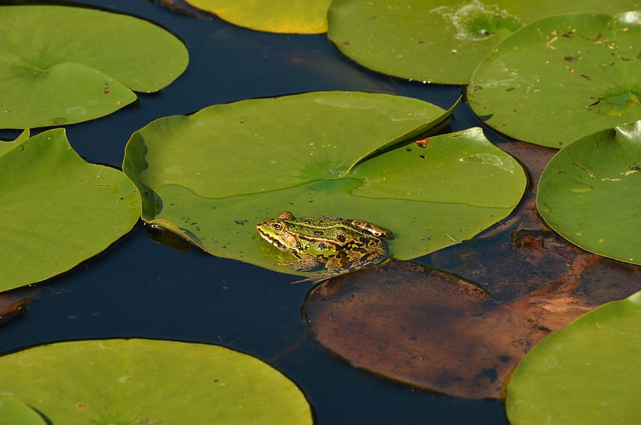 nature, water, plant, sheet, lily, frog, amphibian, pond, green HD wallpaper