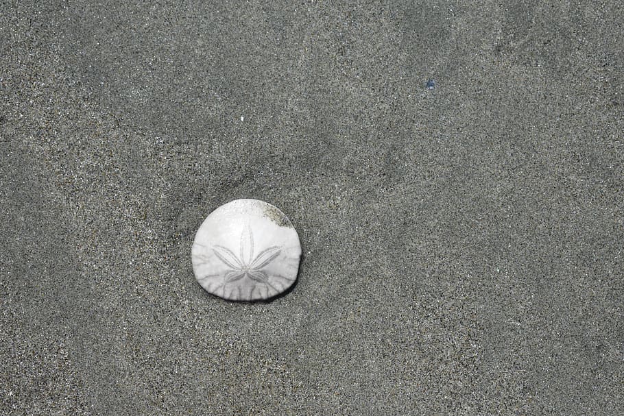 desktop, sand, beach, pattern, abstract, shell, seashell, sand dollar HD wallpaper